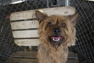 Australian Terrier-Unknown Mix Dogs for adoption in Plano, TX, USA