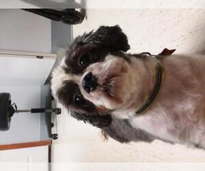Shih Tzu Dogs for adoption in Bealeton, VA, USA