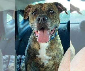 Boxer Dogs for adoption in Denton, TX, USA
