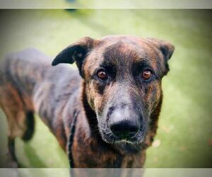 - Mix Dogs for adoption in Orlando, FL, USA