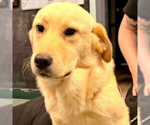Labrador Retriever-Unknown Mix Dogs for adoption in Canton, CT, USA