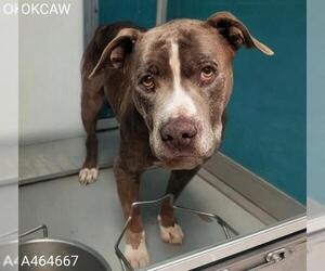 American Bulldog-Unknown Mix Dogs for adoption in Oklahoma City, OK, USA