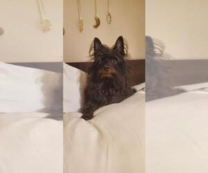 Cairn Terrier Dogs for adoption in Maple Grove, MN, USA