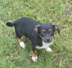 Beaglier Dogs for adoption in Bonifay, MO, USA