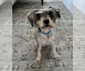 Mutt Dogs for adoption in San Diego, CA, USA
