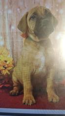 Bullmastiff Dogs for adoption in Commerce, GA, USA