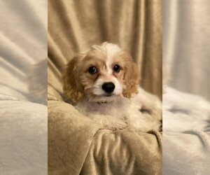 Cavalier King Charles Spaniel Dogs for adoption in Wheaton, IL, USA