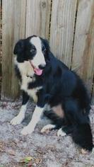 Border Collie Dogs for adoption in Freeport, FL, USA