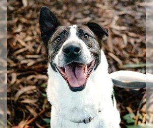 German Shepherd Dog-Unknown Mix Dogs for adoption in McKinleyville, CA, USA