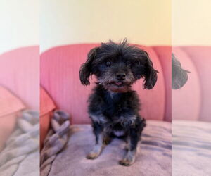 Poodle (Toy)-Unknown Mix Dogs for adoption in Pacolet, SC, USA