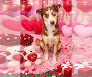 Siberian Husky-Unknown Mix Dogs for adoption in Globe, AZ, USA