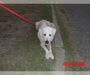 Great Pyrenees Dogs for adoption in Corpus Christi, TX, USA