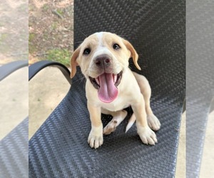 Labrador Retriever-Unknown Mix Dogs for adoption in SHERBURNE, NY, USA