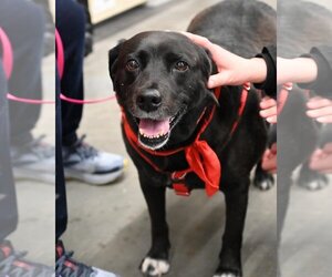 Labrador Retriever-Unknown Mix Dogs for adoption in Wakefield, RI, USA