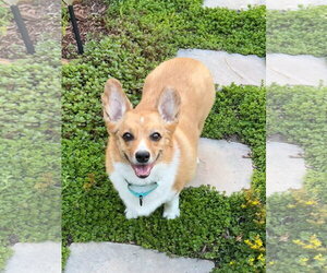 Mutt Dogs for adoption in Denver , CO, USA