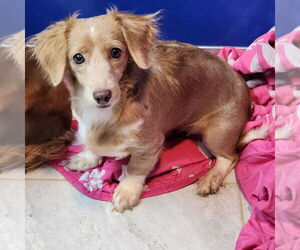 Dachshund Dogs for adoption in Walnutport, PA, USA