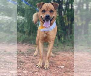 Mutt Dogs for adoption in Tracy City, TN, USA