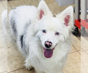 Medium Photo #6 Australian Shepherd Puppy For Sale in Overland Park, KS, USA