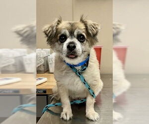 Cheeks Dogs for adoption in Newport Beach, CA, USA