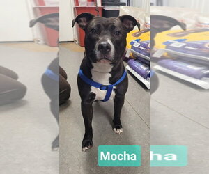 Affenpinscher-Staffordshire Bull Terrier Mix Dogs for adoption in Richmond, IN, USA