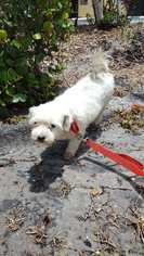 Maltese Dogs for adoption in Maquoketa, IA, USA
