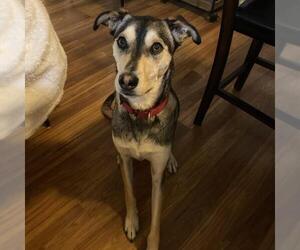 Huskies -Unknown Mix Dogs for adoption in San Diego, CA, USA
