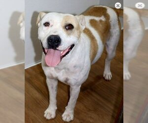 Staffordshire Bull Terrier-Unknown Mix Dogs for adoption in Green Forest, AR, USA