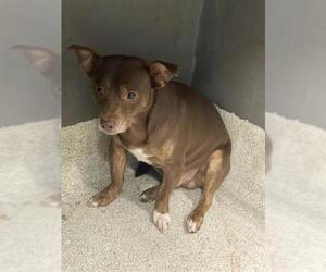 Chihuahua-Unknown Mix Dogs for adoption in Tallahassee, FL, USA