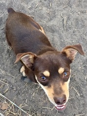 Doxie-Pin Dogs for adoption in VACAVILLE, CA, USA