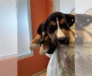 German Shepherd Dog-Siberian Husky Mix Dogs for adoption in Pueblo, CO, USA