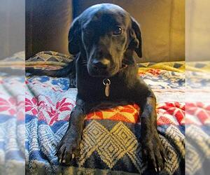Labrador Retriever Dogs for adoption in Grovertown, IN, USA