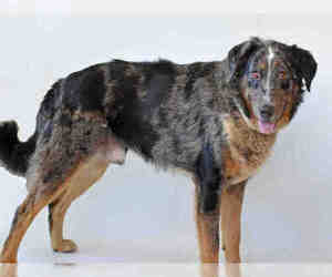 Australian Shepherd Dogs for adoption in Jackson, CA, USA