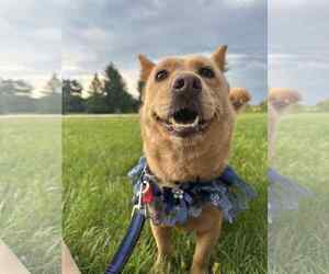 Pembroke Welsh Corgi-Unknown Mix Dogs for adoption in Mukwonago, WI, USA
