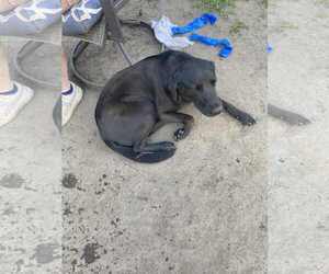 Medium Photo #6 Labbe Puppy For Sale in Minneapolis, MN, USA