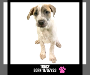 Medium Photo #1 American Bulldog Puppy For Sale in GILBERTS, IL, USA