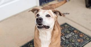 Labrador Retriever-Unknown Mix Dogs for adoption in Rome, GA, USA