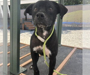 American Pit Bull Terrier-Unknown Mix Dogs for adoption in Palmetto, FL, USA