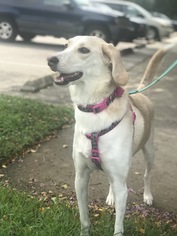 Greyhound Dogs for adoption in Sanford, FL, USA