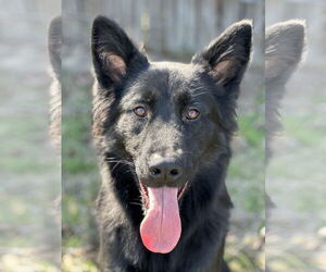 German Shepherd Dog Dogs for adoption in La Grange , NC, USA