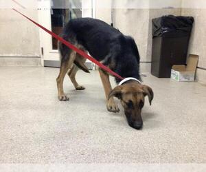 German Shepherd Dog Dogs for adoption in Riverside, CA, USA
