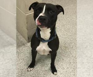 American Pit Bull Terrier Dogs for adoption in Conroe, TX, USA