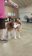 Siberian Husky Dogs for adoption in Trenton, MO, USA
