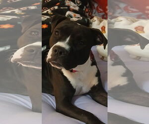 Mutt Dogs for adoption in Murfreesboro, NC, USA