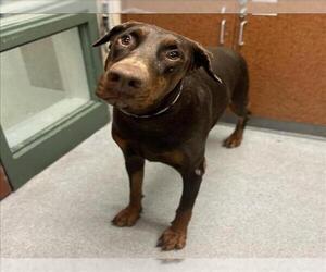 Doberman Pinscher Dogs for adoption in Rancho Cucamonga, CA, USA