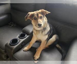 Australian Shepherd-German Shepherd Dog Mix Dogs for adoption in Parlier, CA, USA
