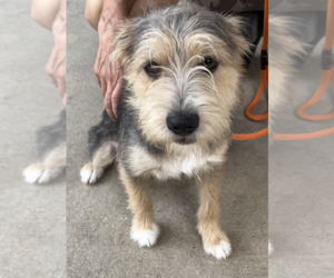 Mutt Dogs for adoption in Thomasville, NC, USA