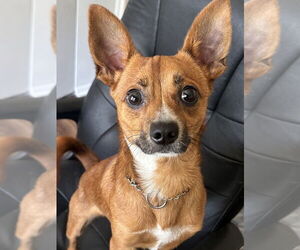 Chihuahua-Unknown Mix Dogs for adoption in oakland, FL, USA