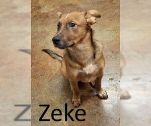 Red Heeler-Unknown Mix Dogs for adoption in Mountain View, AR, USA