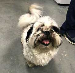 Shih Tzu Dogs for adoption in Durham, NC, USA