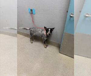 Mutt Dogs for adoption in Las Vegas, NV, USA